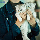 Кошачий понедельник