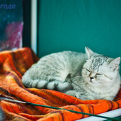Кошачий понедельник