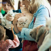 Кошачий понедельник
