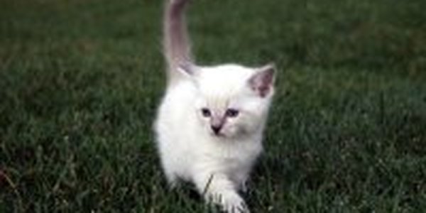 Зеленая лужайка круглый год на вашей кухне