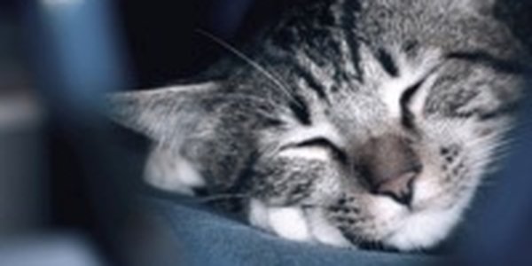 Котоконкурс: Победители