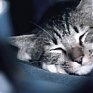 Котоконкурс: Победители