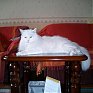 Котоконкурс: Участники