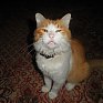 Котоконкурс: Участники