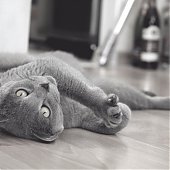 Котоконкурс: Победители