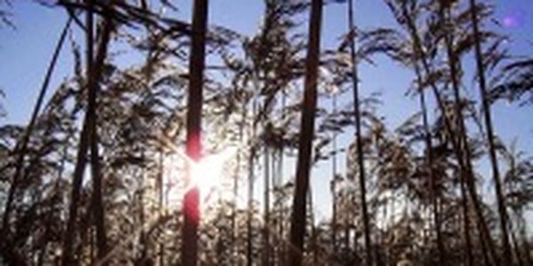 Воскресенье будет теплее, чем суббота