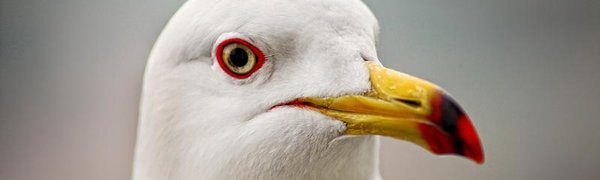 Чайка вмешалась в прогноз погоды (ВИДЕО)