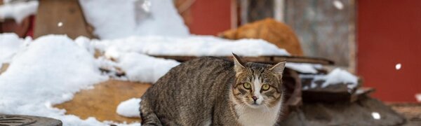 Снег и похолодание — синоптики дали прогноз погоды в Приморье на 5 марта