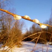 Январь в Сихотэ-Алинском заповеднике: месяц ярких звёзд и белых троп