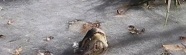 В США аллигаторы вмёрзли в лёд (ВИДЕО)