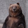 В Якутии медведь напал на сотрудницу метеостанции