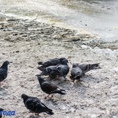 В Приморье сохранится холодная, ветреная погода