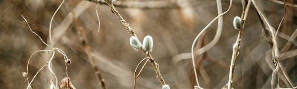 Март в Приморье будет прохладным, весеннее тепло придёт в конце месяца