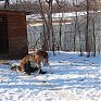 Зоопарк «Садгород» ищет невесту для ламы Фёдора