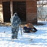 Зоопарк «Садгород» ищет невесту для ламы Фёдора