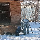 Зоопарк «Садгород» ищет невесту для ламы Фёдора