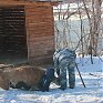 Зоопарк «Садгород» ищет невесту для ламы Фёдора