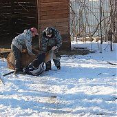 Зоопарк «Садгород» ищет невесту для ламы Фёдора
