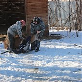 Зоопарк «Садгород» ищет невесту для ламы Фёдора