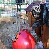 Зоопарк «Садгород» ищет невесту для ламы Фёдора