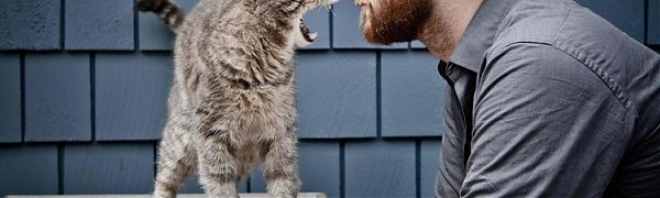 Сегодня – Всемирный день кошек