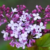 Последние выходные весны в Приморье будут жаркими