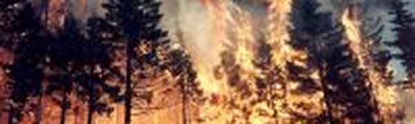 Десять лесных пожаров ликвидировано за сутки на Дальнем Востоке