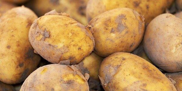 Жители 4 районов Приморья могут потерять урожай из-за переувлажнения почвы