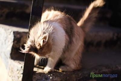 Завтра на юге Приморья столбики термометров могут подняться выше 0 °С Завтра на юге Приморья столбики термометров могут подняться выше 0 °С