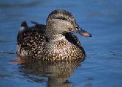 Утка-пешеход была поймана в центре Москвы