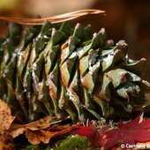 Ноябрь в Сихотэ-Алинском заповеднике – предзимье