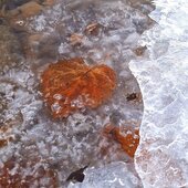 Ноябрь в Сихотэ-Алинском заповеднике – предзимье