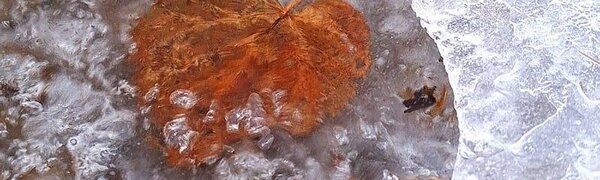 Ноябрь в Сихотэ-Алинском заповеднике – предзимье