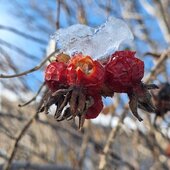Ноябрь в Сихотэ-Алинском заповеднике – предзимье