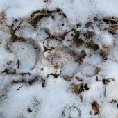 Ноябрь в Сихотэ-Алинском заповеднике – предзимье