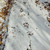 Ноябрь в Сихотэ-Алинском заповеднике – предзимье