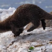 Ноябрь в Сихотэ-Алинском заповеднике – предзимье