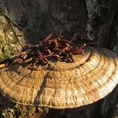 Ноябрь в Сихотэ-Алинском заповеднике – предзимье