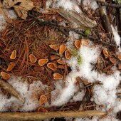 Ноябрь в Сихотэ-Алинском заповеднике – предзимье