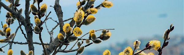 Сегодня в Приморье воздух прогреется до +13 °C