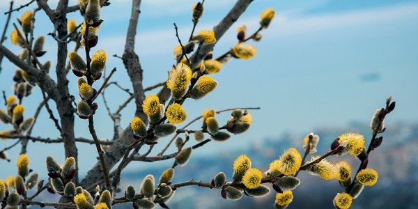 Сегодня в Приморье воздух прогреется до +13 °C