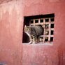 Российское правительство обязало открыть подвалы домов для животных