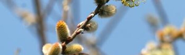 Апрель в Приморье начался с майских температур