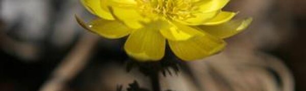 Погода в Приморье на первых выходных апреля удивит разнообразием