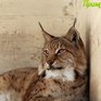 Зоопарк «Чудесный» 31 марта приглашает на праздник «Чудесный дом»