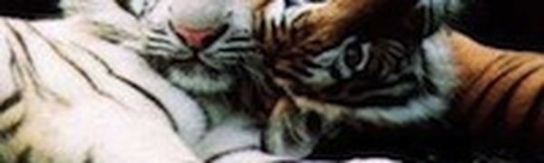 Житель Таиланда разместил на крыше дома тигров