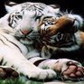 Житель Таиланда разместил на крыше дома тигров