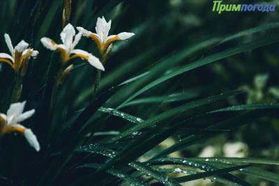 Завтра в Приморье пройдут дожди, но будет тепло