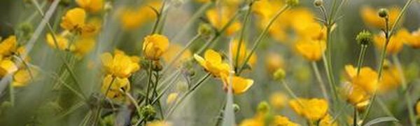 Синоптики опубликовали прогноз погоды на последние выходные июня в Приморье