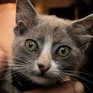 Котенок Лунтик с 4 ушами живет во Владивостоке(ФОТО)
